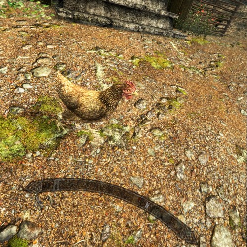 Hey look a chicken